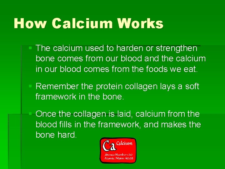 How Calcium Works § The calcium used to harden or strengthen bone comes from