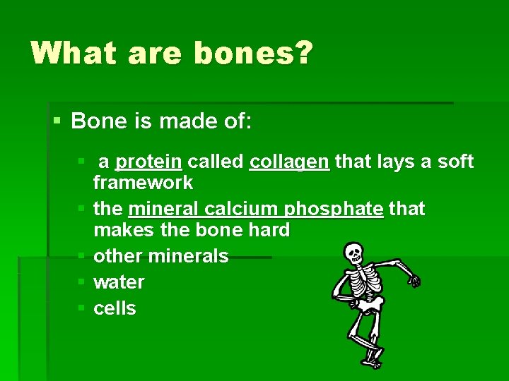 What are bones? § Bone is made of: § a protein called collagen that