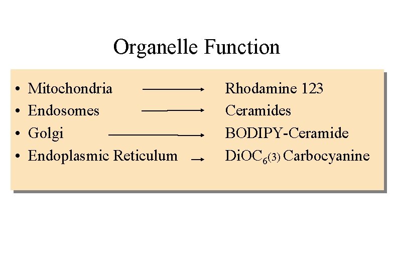 Organelle Function • • Mitochondria Endosomes Golgi Endoplasmic Reticulum Rhodamine 123 Ceramides BODIPY-Ceramide Di.
