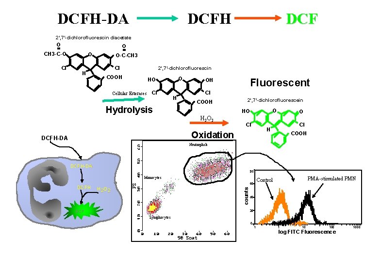 DCFH-DA DCFH DCF 2’, 7’-dichlorofluorescin diacetate O O CH 3 -C-O Cl O H