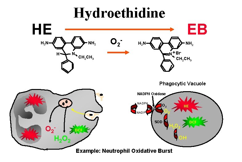 Hydroethidine HE H 2 N NH 2 H N O 2 - EB H
