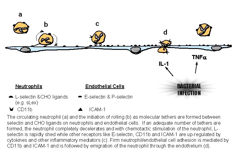 a b c d TNFa IL-1 Neutrophils Endothelial Cells L-selectin &CHO ligands (e. g.