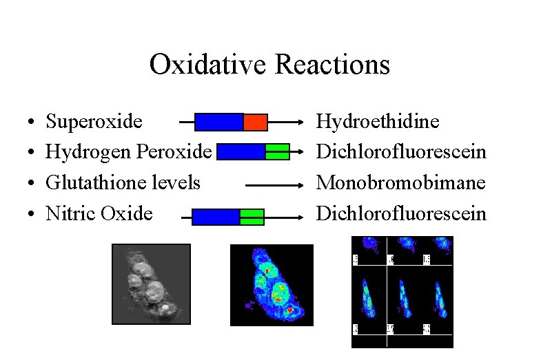 Oxidative Reactions • • Superoxide Hydrogen Peroxide Glutathione levels Nitric Oxide Hydroethidine Dichlorofluorescein Monobromobimane