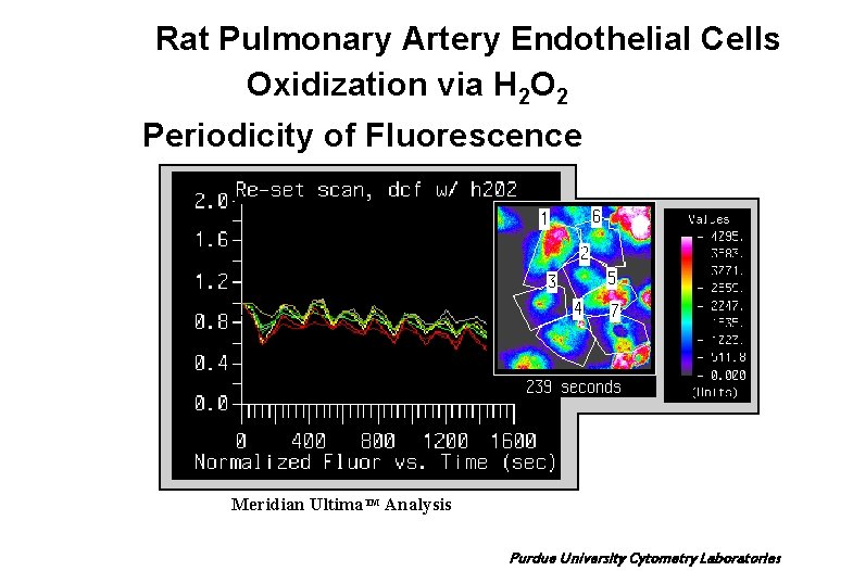 Rat Pulmonary Artery Endothelial Cells Oxidization via H 2 O 2 Periodicity of Fluorescence
