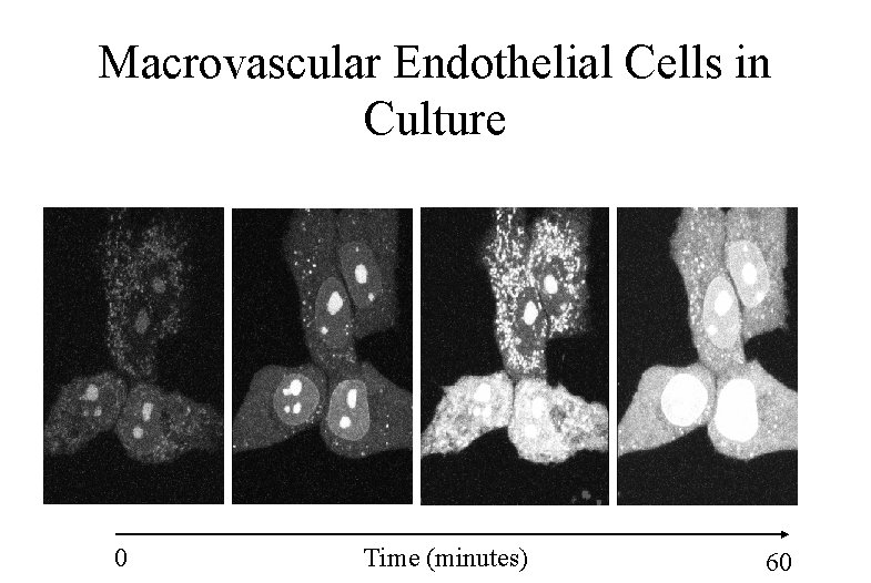 Macrovascular Endothelial Cells in Culture 0 Time (minutes) 60 