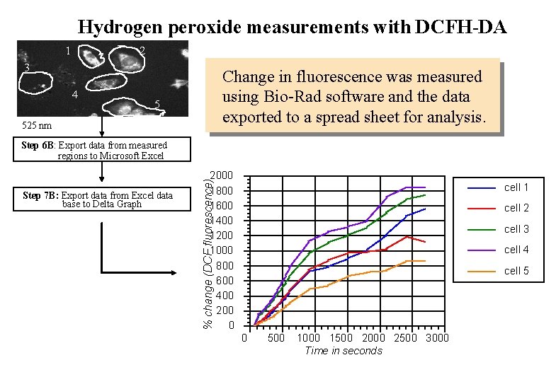 Hydrogen peroxide measurements with DCFH-DA 1 2 3 4 Change in fluorescence was measured