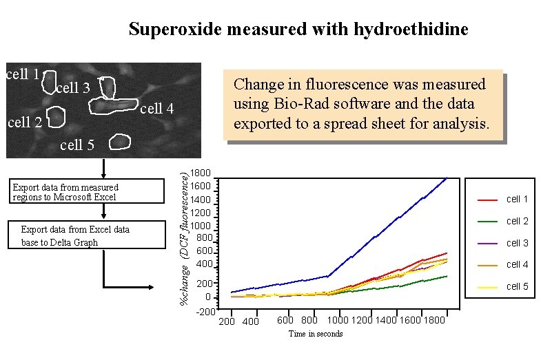 Superoxide measured with hydroethidine cell 1 Change in fluorescence was measured using Bio-Rad software