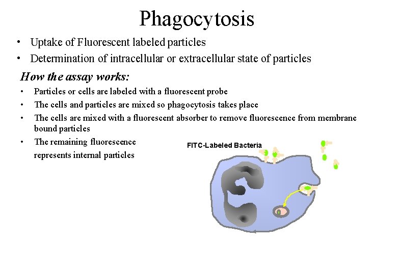 Phagocytosis • Uptake of Fluorescent labeled particles • Determination of intracellular or extracellular state