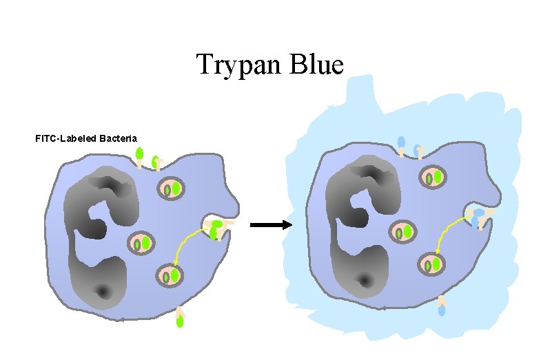 Trypan Blue FITC-Labeled Bacteria 
