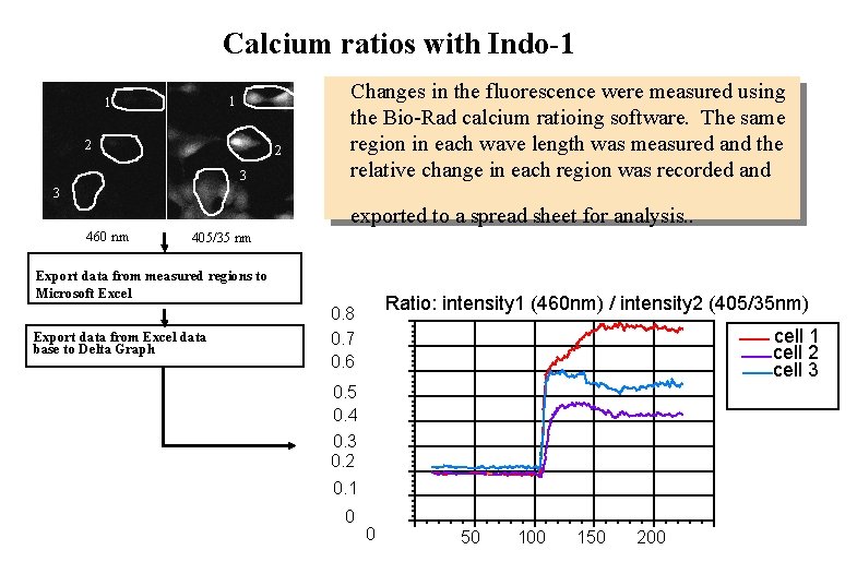 Calcium ratios with Indo-1 1 1 2 2 3 Changes in the fluorescence were