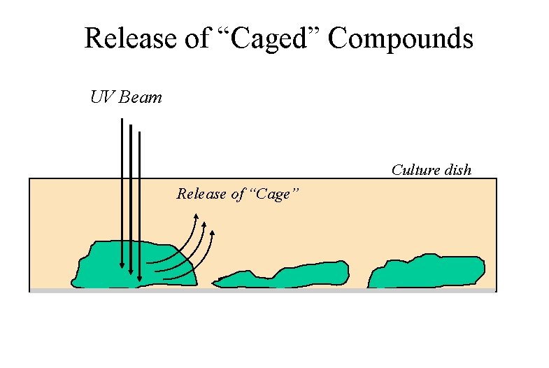 Release of “Caged” Compounds UV Beam Culture dish Release of “Cage” 
