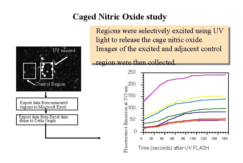 Caged Nitric Oxide study UV excited Regions were selectively excited using UV light to