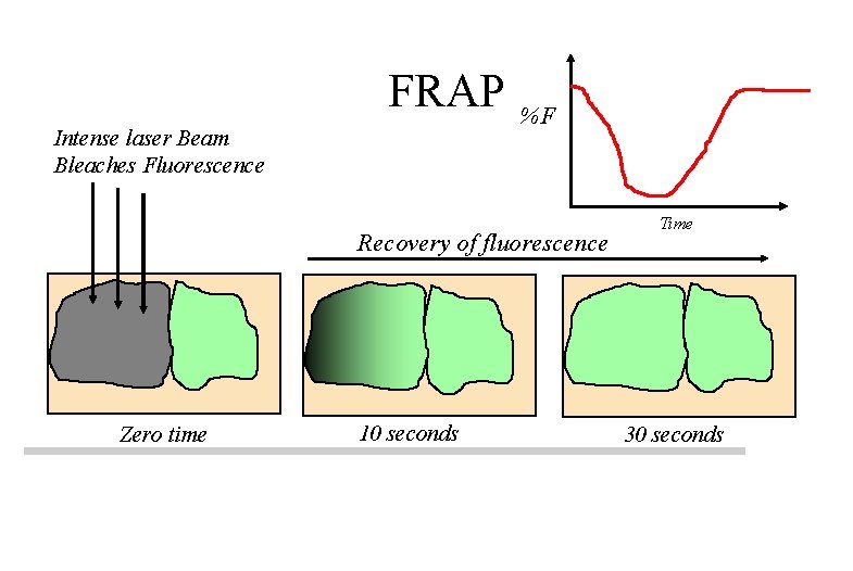 FRAP Intense laser Beam Bleaches Fluorescence %F Recovery of fluorescence Zero time 10 seconds