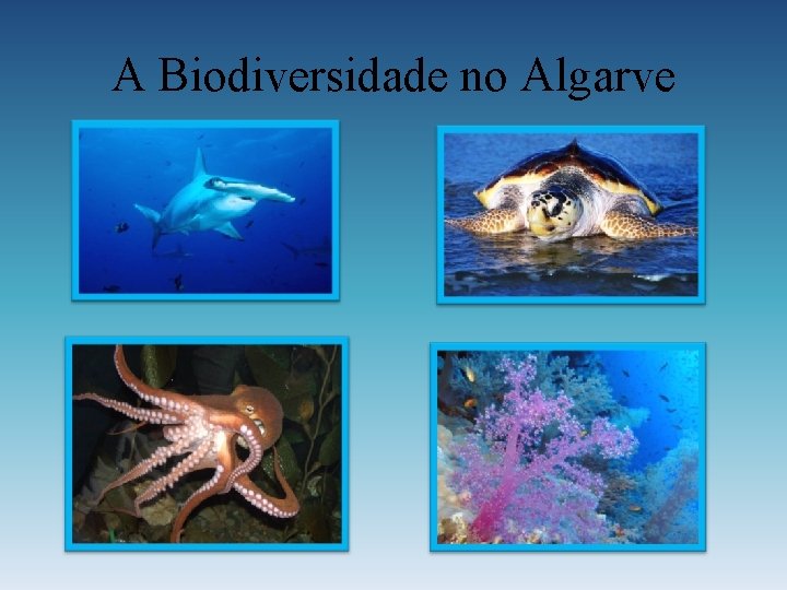 A Biodiversidade no Algarve 