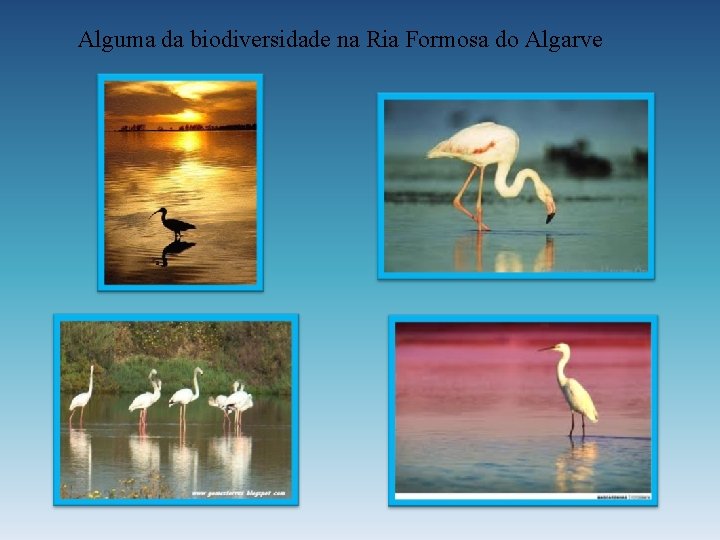 Alguma da biodiversidade na Ria Formosa do Algarve 