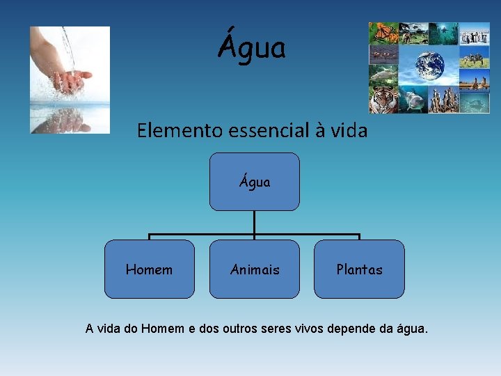 Água Elemento essencial à vida Água Homem Animais Plantas A vida do Homem e