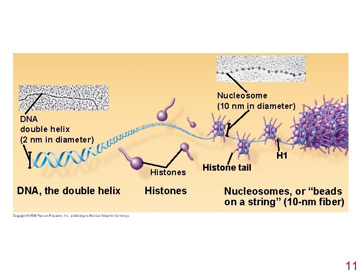 Nucleosome (10 nm in diameter) DNA double helix (2 nm in diameter) H 1