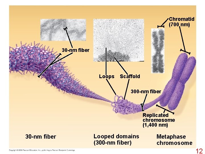 Chromatid (700 nm) 30 -nm fiber Loops Scaffold 300 -nm fiber Replicated chromosome (1,