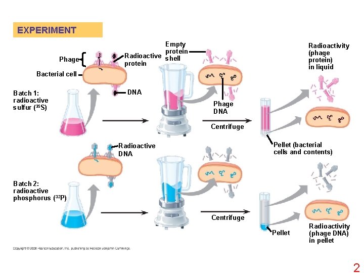 EXPERIMENT Phage Empty protein Radioactive shell protein Radioactivity (phage protein) in liquid Bacterial cell