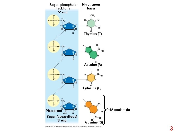 Sugar–phosphate backbone 5 end Nitrogenous bases Thymine (T) Adenine (A) Cytosine (C) DNA nucleotide