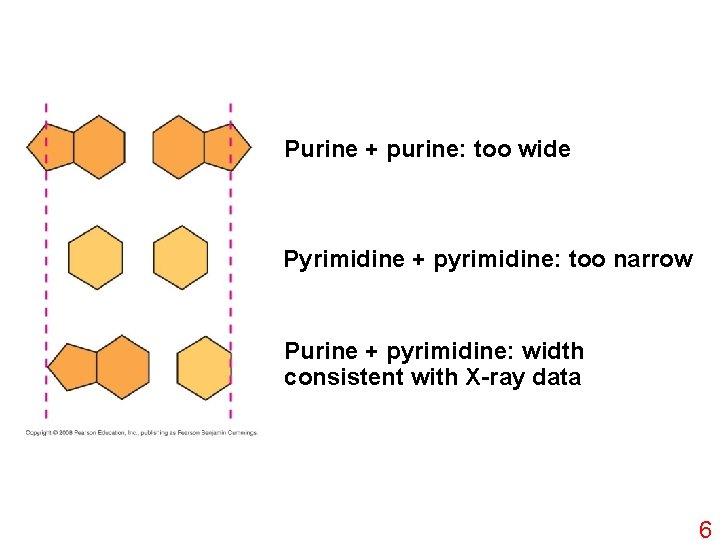 Purine + purine: too wide Pyrimidine + pyrimidine: too narrow Purine + pyrimidine: width