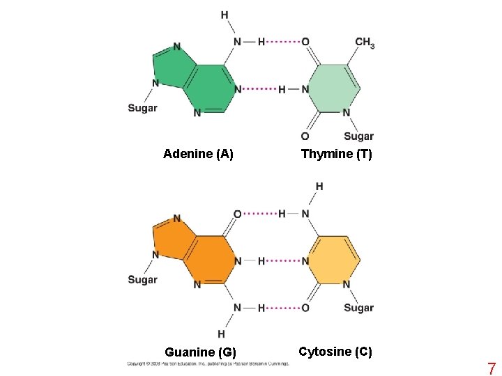 Adenine (A) Thymine (T) Guanine (G) Cytosine (C) 7 