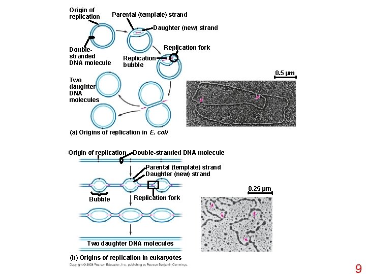 Origin of replication Parental (template) strand Daughter (new) strand Doublestranded DNA molecule Replication fork