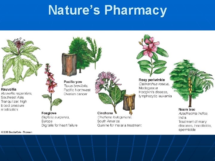 Nature’s Pharmacy 