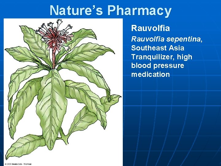 Nature’s Pharmacy Rauvolfia sepentina, Southeast Asia Tranquilizer, high blood pressure medication 