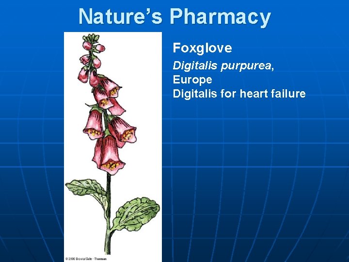 Nature’s Pharmacy Foxglove Digitalis purpurea, Europe Digitalis for heart failure 