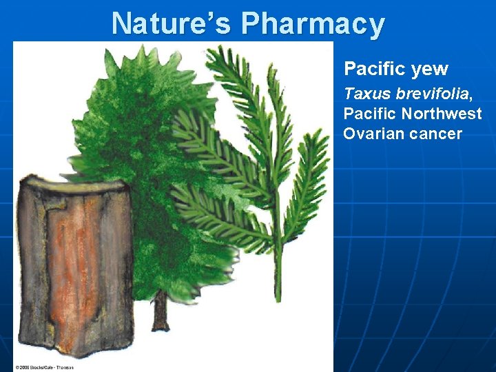 Nature’s Pharmacy Pacific yew Taxus brevifolia, Pacific Northwest Ovarian cancer 