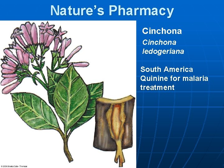 Nature’s Pharmacy Cinchona ledogeriana South America Quinine for malaria treatment 