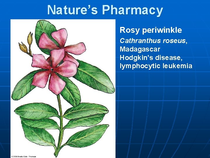 Nature’s Pharmacy Rosy periwinkle Cathranthus roseus, Madagascar Hodgkin's disease, lymphocytic leukemia 