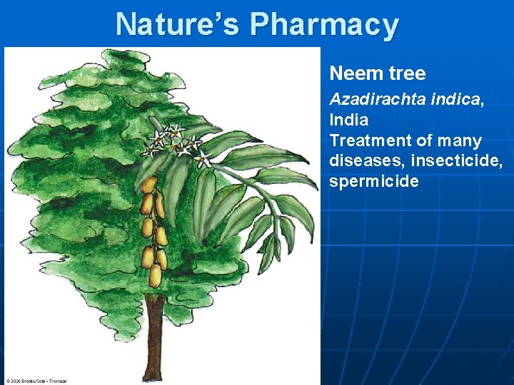 Nature’s Pharmacy Neem tree Azadirachta indica, India Treatment of many diseases, insecticide, spermicide 