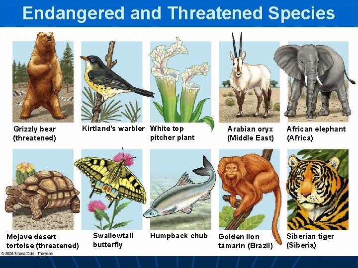 Endangered and Threatened Species Grizzly bear (threatened) Mojave desert tortoise (threatened) Kirtland's warbler White