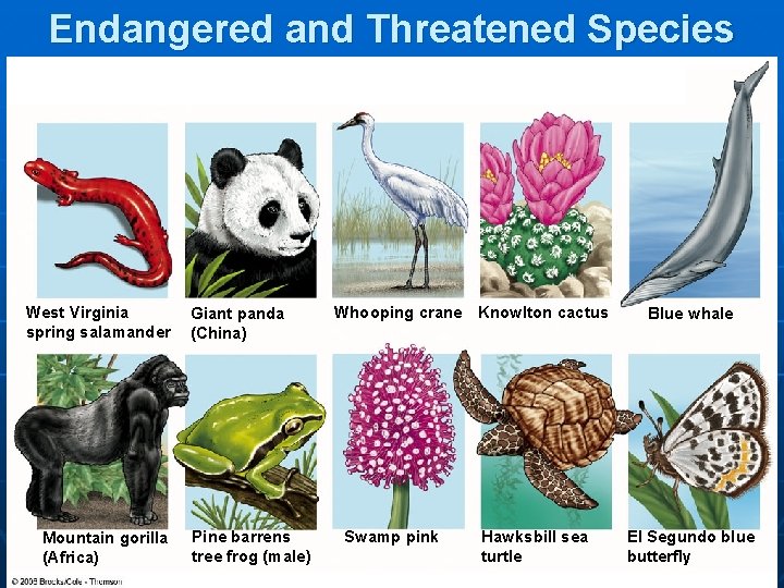 Endangered and Threatened Species West Virginia spring salamander Mountain gorilla (Africa) Giant panda (China)