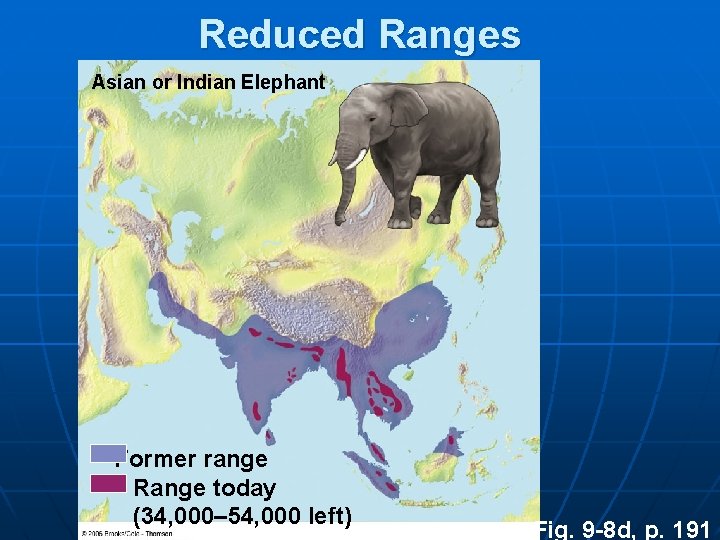 Reduced Ranges Asian or Indian Elephant Former range Range today (34, 000– 54, 000