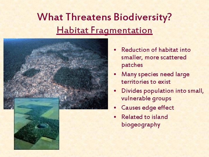 What Threatens Biodiversity? Habitat Fragmentation • Reduction of habitat into smaller, more scattered patches