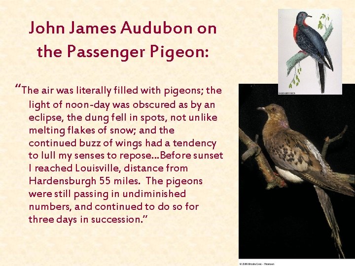 John James Audubon on the Passenger Pigeon: “The air was literally filled with pigeons;