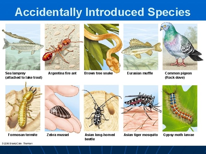 Accidentally Introduced Species Sea lamprey (attached to lake trout) Formosan termite Argentina fire ant