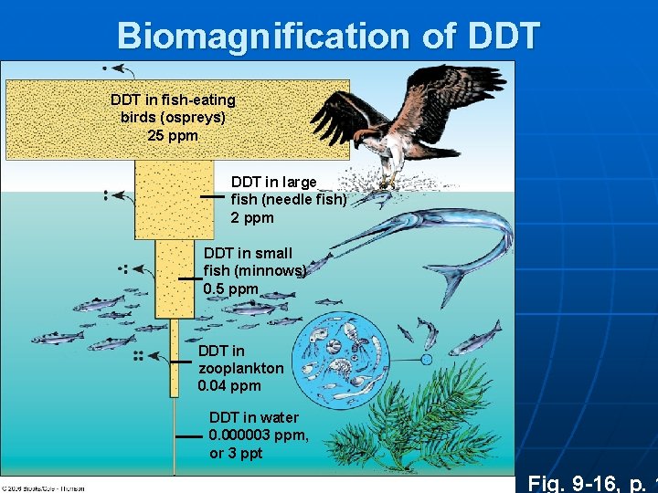 Biomagnification of DDT in fish-eating birds (ospreys) 25 ppm DDT in large fish (needle
