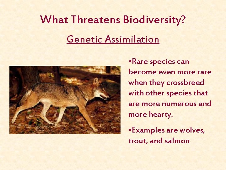 What Threatens Biodiversity? Genetic Assimilation • Rare species can become even more rare when