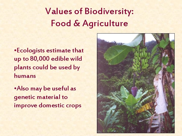 Values of Biodiversity: Food & Agriculture • Ecologists estimate that up to 80, 000