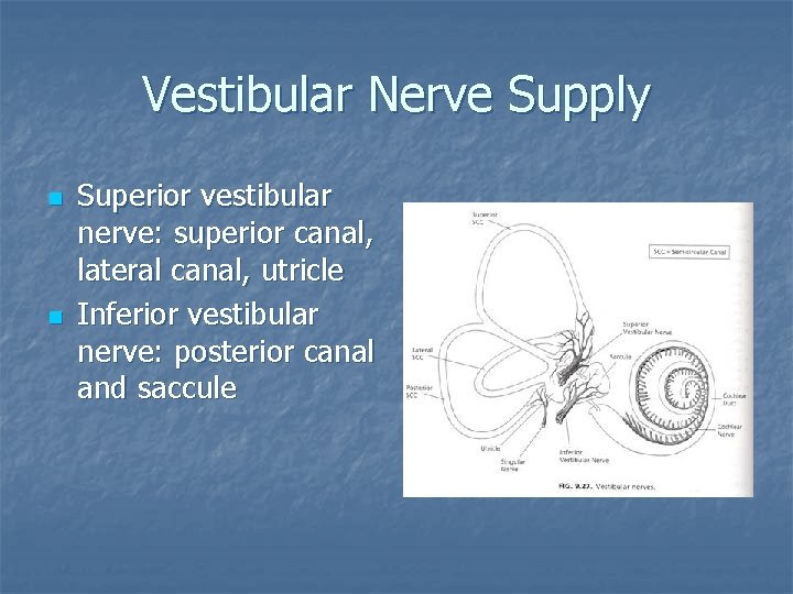 Vestibular Nerve Supply n n Superior vestibular nerve: superior canal, lateral canal, utricle Inferior