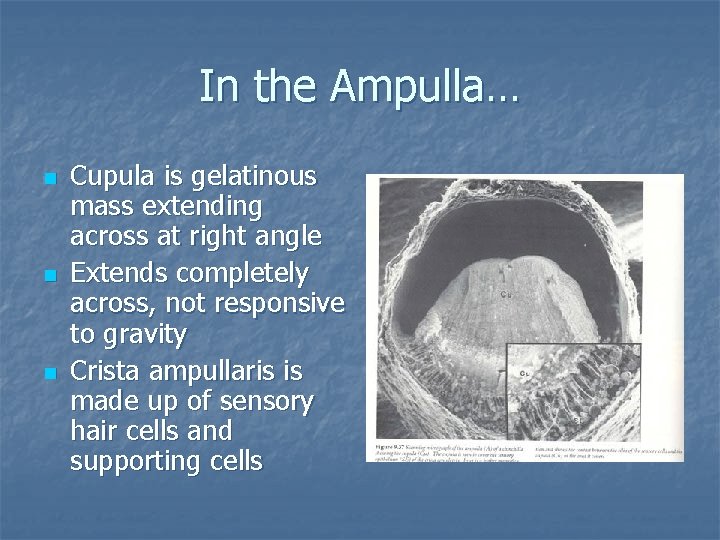 In the Ampulla… n n n Cupula is gelatinous mass extending across at right