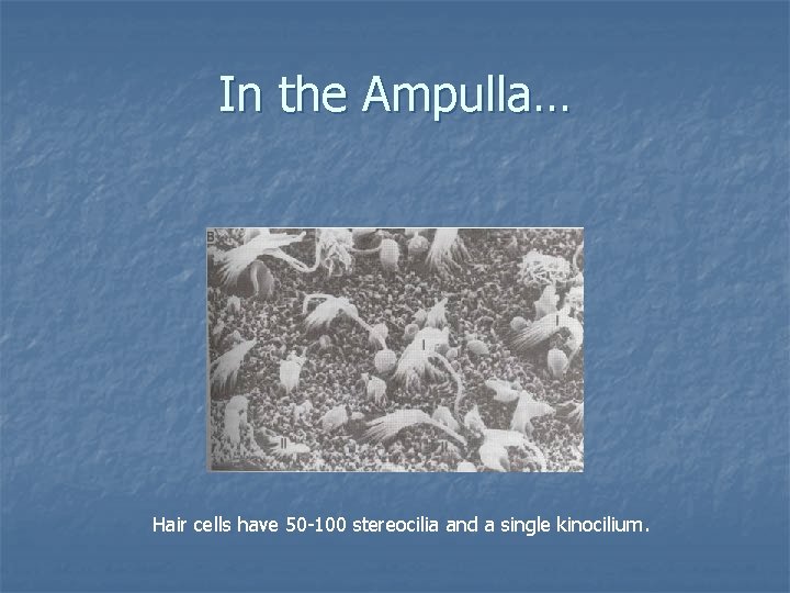 In the Ampulla… Hair cells have 50 -100 stereocilia and a single kinocilium. 