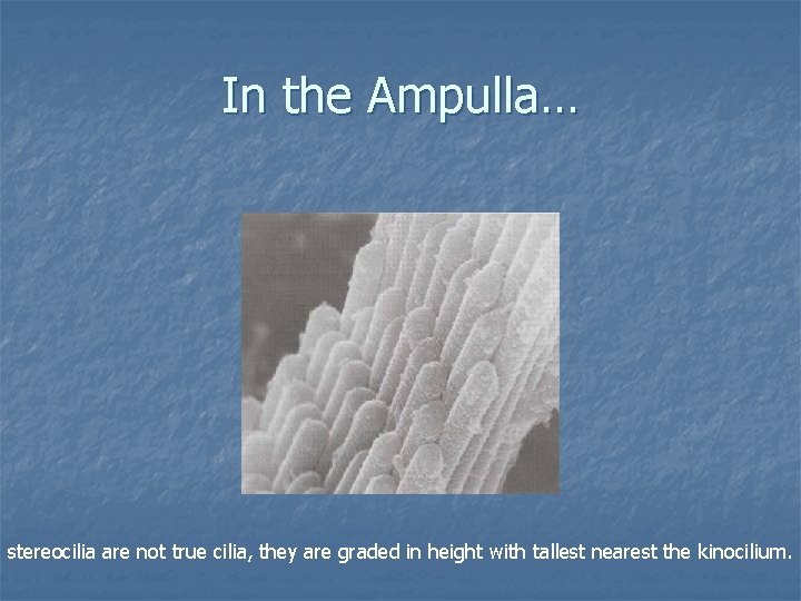 In the Ampulla… stereocilia are not true cilia, they are graded in height with
