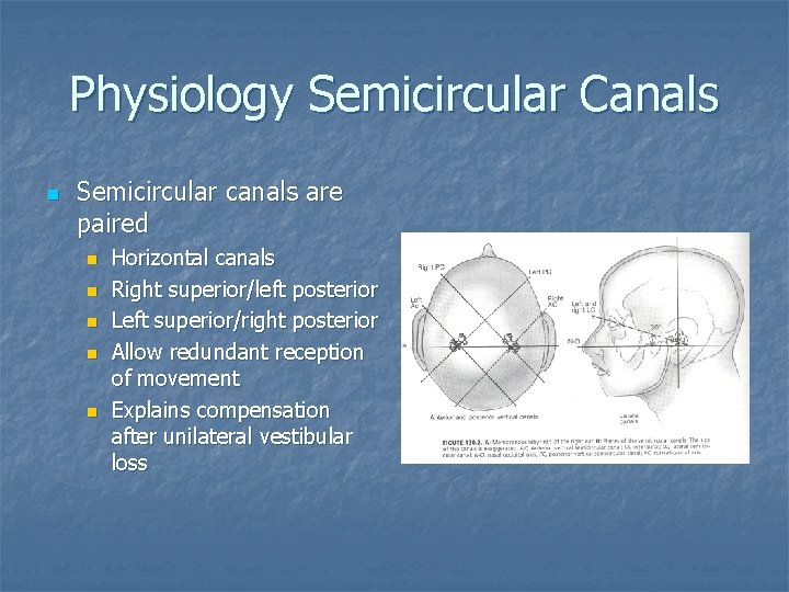 Physiology Semicircular Canals n Semicircular canals are paired n n n Horizontal canals Right