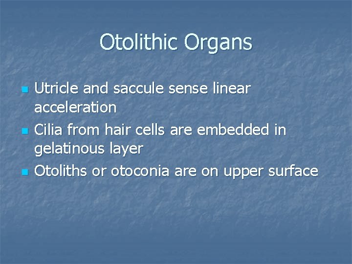 Otolithic Organs n n n Utricle and saccule sense linear acceleration Cilia from hair