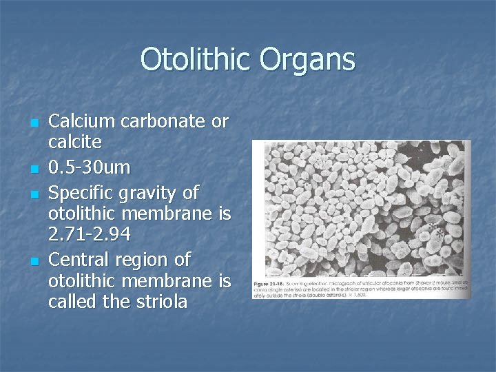 Otolithic Organs n n Calcium carbonate or calcite 0. 5 -30 um Specific gravity